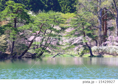 半田山自然公園 春繚乱 半田山自然公園 春繚乱 15429927