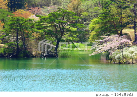 半田山自然公園　春繚乱 15429932