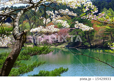 半田山自然公園　春繚乱 15429933