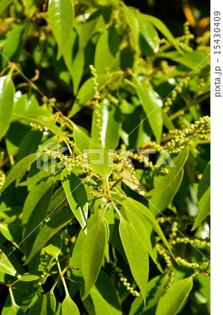 樹木:スダジイ ブナ科 樹木:スダジイ ブナ科 15430409