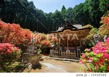 ツツジに囲まれる一宮神社 ツツジに囲まれる一宮神社 15430569