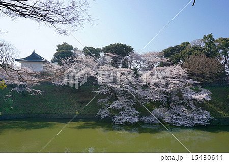 千鳥ヶ淵 15430644