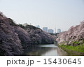 千鳥ヶ淵 15430645