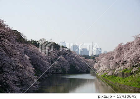 千鳥ヶ淵 15430645