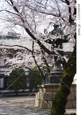 桜と灯篭 15430648