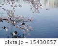 桜と鴨 15430657