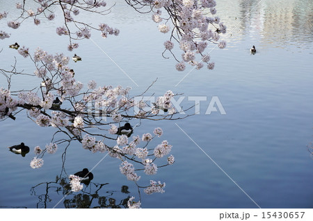 桜と鴨 15430657