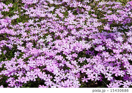 シバザクラ 芝桜 華 花 植物 自然 風景 背景 ピンク 白の写真素材