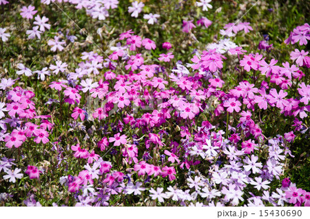 シバザクラ 芝桜 華 花 植物 自然 風景 背景 ピンク 白の写真素材