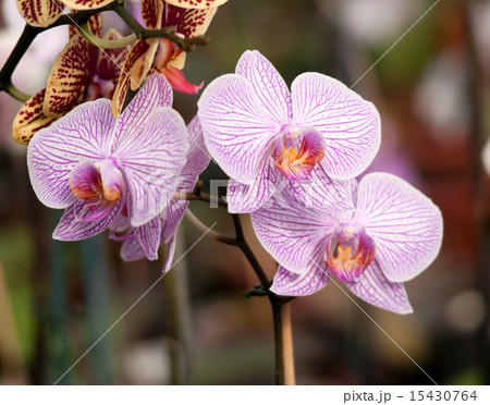 White orchid with purple veins White orchid with purple veins 15430764