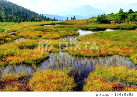 初秋の会津駒ヶ岳の湿原と燧ケ岳遠望 初秋の会津駒ヶ岳の湿原と燧ケ岳遠望 15430892