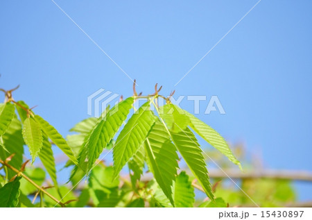 新緑 15430897