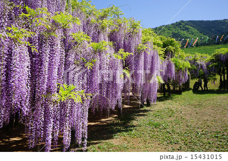 白井大町藤公園の見事な藤の花の写真素材