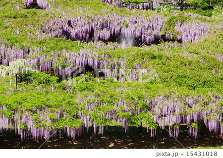 房が重なる白井大町藤公園 15431018