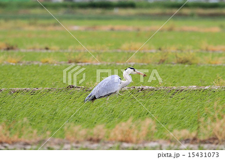 ドジョウを捕まえたアオサギ ドジョウを捕まえたアオサギ 15431073