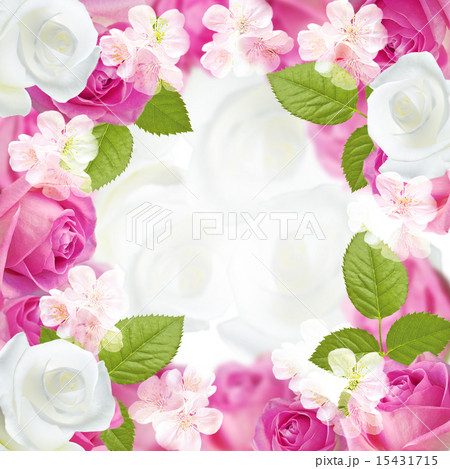 Pink and white roses 15431715