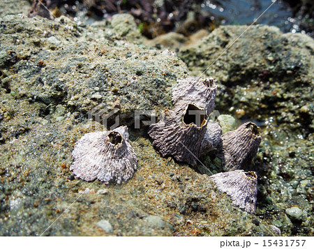磯の生物・フジツボ 15431757