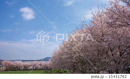 桜吹雪 桜吹雪 15431762
