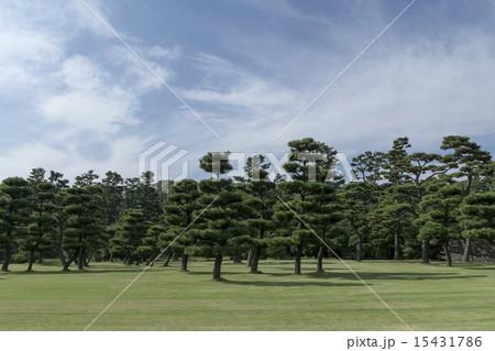 皇居前広場の黒松 皇居前広場の黒松 15431786