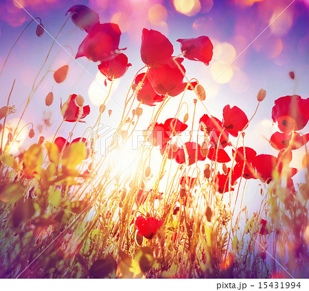 Poppy 15431994
