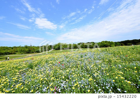 春の花畑 15432220