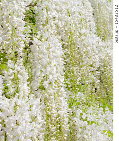 白い藤の花 15432512