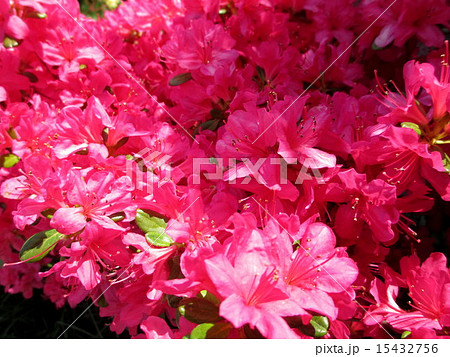 ピンク色の久留米ツツジ(日の出霧島) 15432756