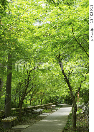 深大寺の新緑 15432915