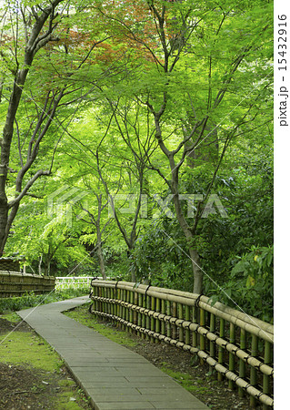 深大寺の新緑 15432916