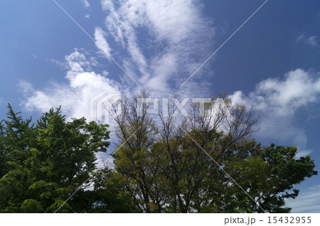 松戸の新緑と青空 15432955