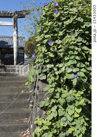 内子町　恵比寿神社 15433005