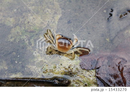 カニ 15433270