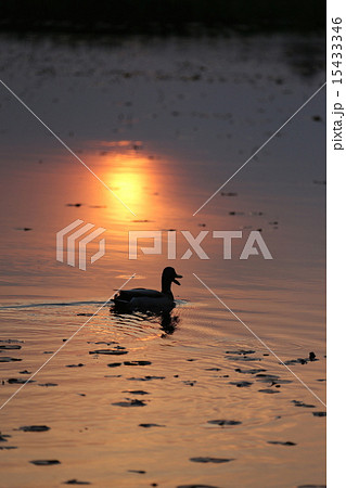 夕日の中のマガモーMallard Duck in Sunset 15433346