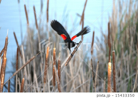 ハゴロモガラス-Red-winged Blackbird ハゴロモガラス-Red-winged Blackbird 15433350