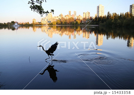 アオサギと夕日に照らされたビル街ーBlue Heron in sunset 15433358