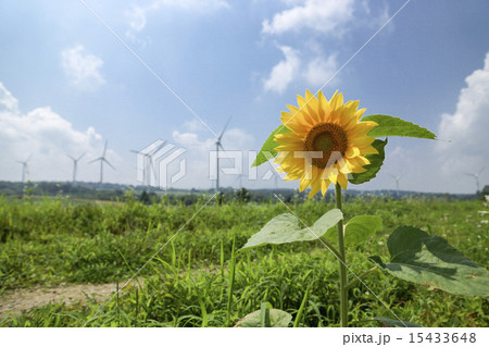 布引風の高原　一輪のひまわり 15433648
