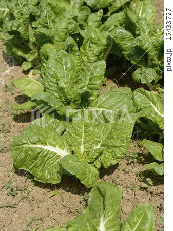 畑のフダンソウ 15433727