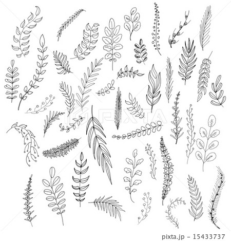 Set of leaves Set of leaves 15433737