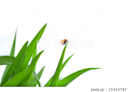 Ladybug on Leaf Flies Up 15433797