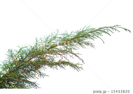 Fir Tree Branch 15433820