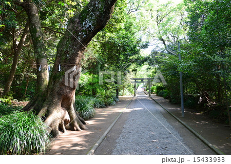 江田神社の神木 15433933