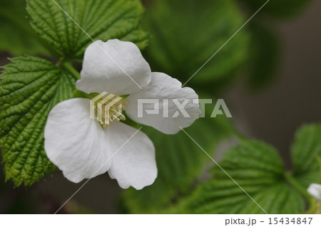 シロヤマブキの花 シロヤマブキの花 15434847