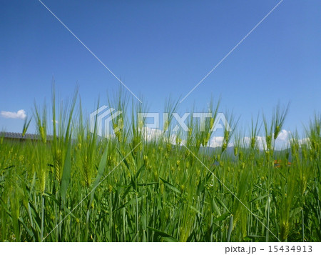 麦と空＠駒ヶ根 15434913