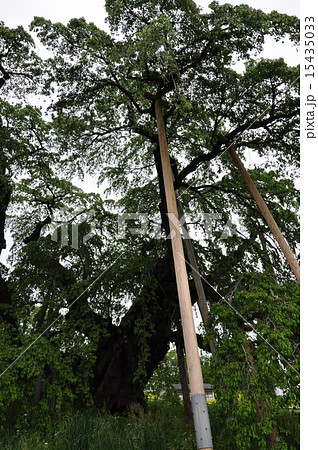 三春の滝桜　２ 15435033