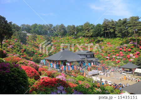 塩船観音寺つつじまつり 塩船観音寺つつじまつり 15435151