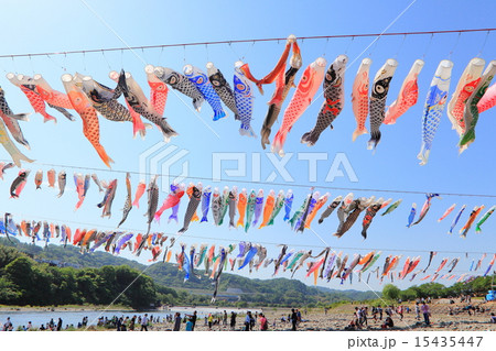 泳げ鯉のぼり相模川 泳げ鯉のぼり相模川 15435447