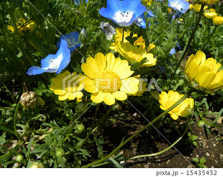クルサンセマム ムルチコーレと言う長い名前の黄色い花の写真素材