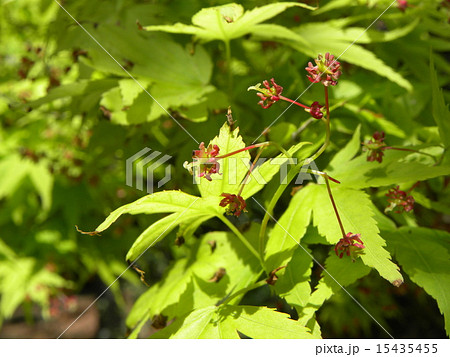 イロハモミジの小さい赤い花の写真素材