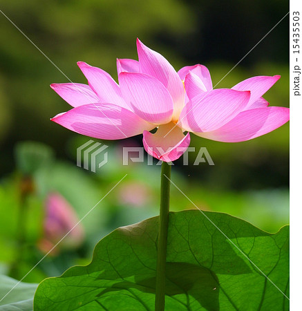 蓮の花 15435503