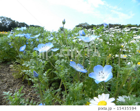 ネモフィラの青い花は赤ちゃんの笑顔のようです ネモフィラの青い花は赤ちゃんの笑顔のようです 15435594